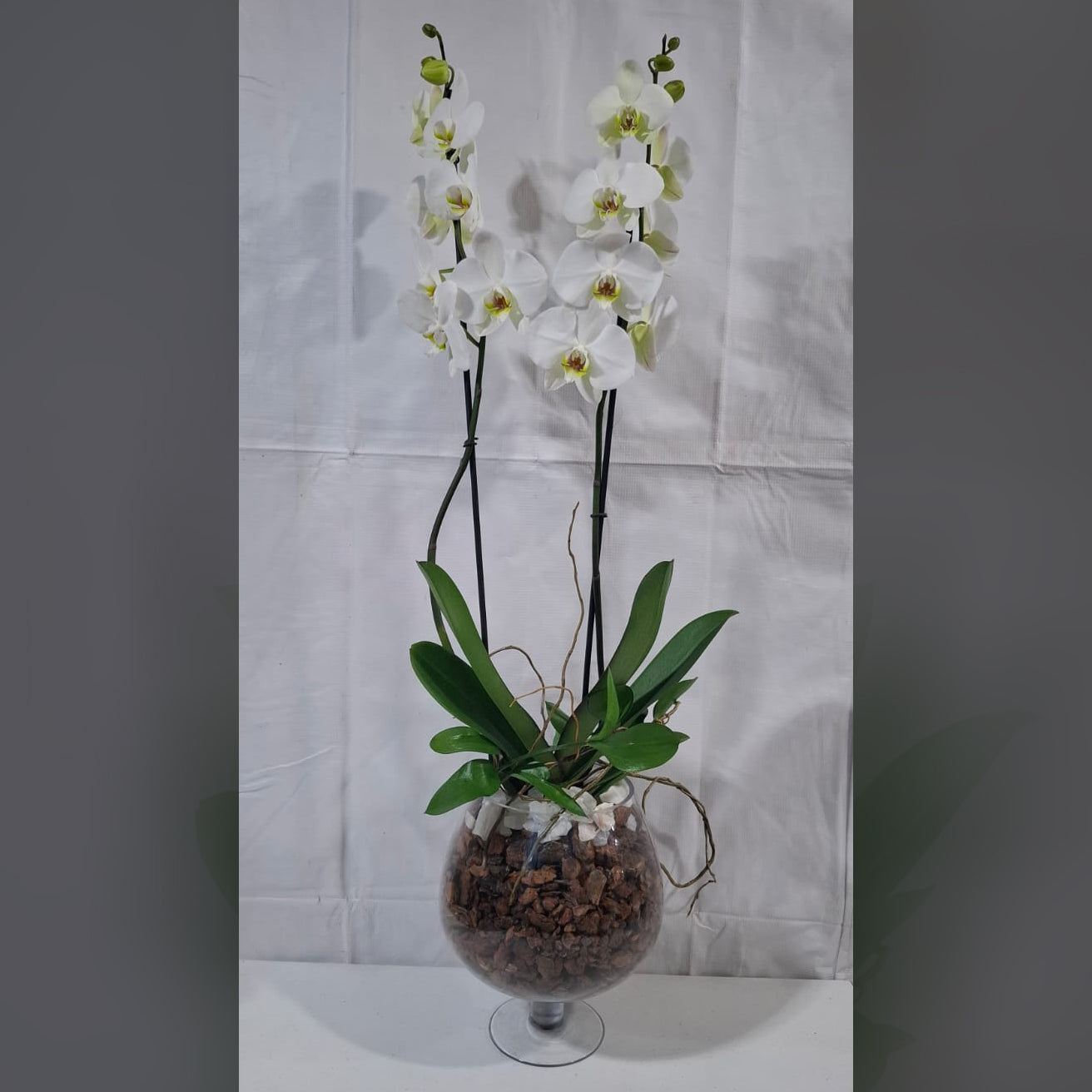 Orquídeas Blancas