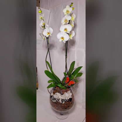 Orquídeas Blancas