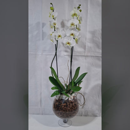 Orquídeas Blancas