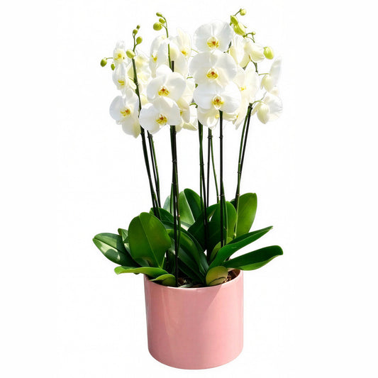 Orquídeas blancas con base de cerámica
